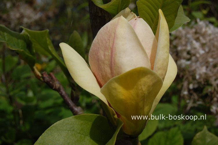 Magnolia 'Sunsation'