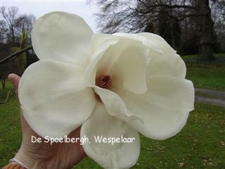 Magnolia 'Sybille' Magnolia 'Sybille'