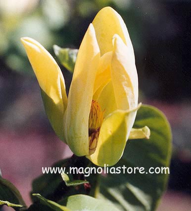 Magnolia acuminata 'Kinju' Magnolia acuminata 'Kinju'