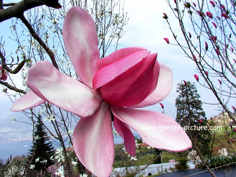 Magnolia campbellii 'Charles Raffill'