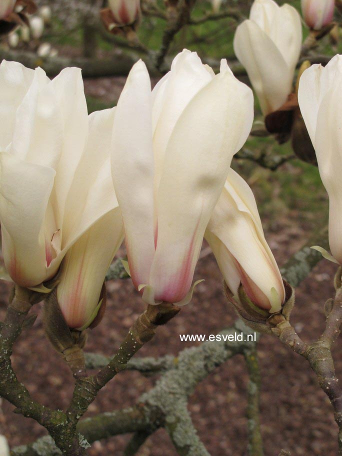 Magnolia cylindrica