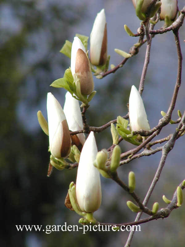 Magnolia denudata (= Yulan-magnolia)
