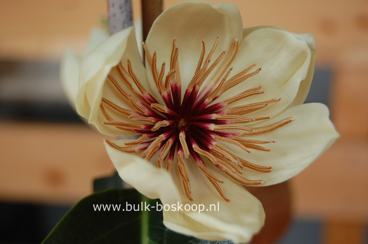 Magnolia foveolata 'Kinba'