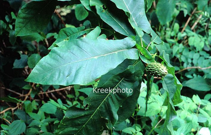 Magnolia fraseri
