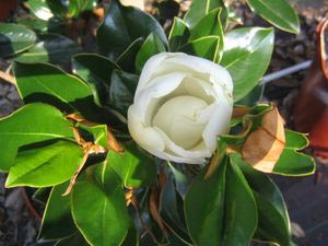 Magnolia grandiflora 'Kay Parris'