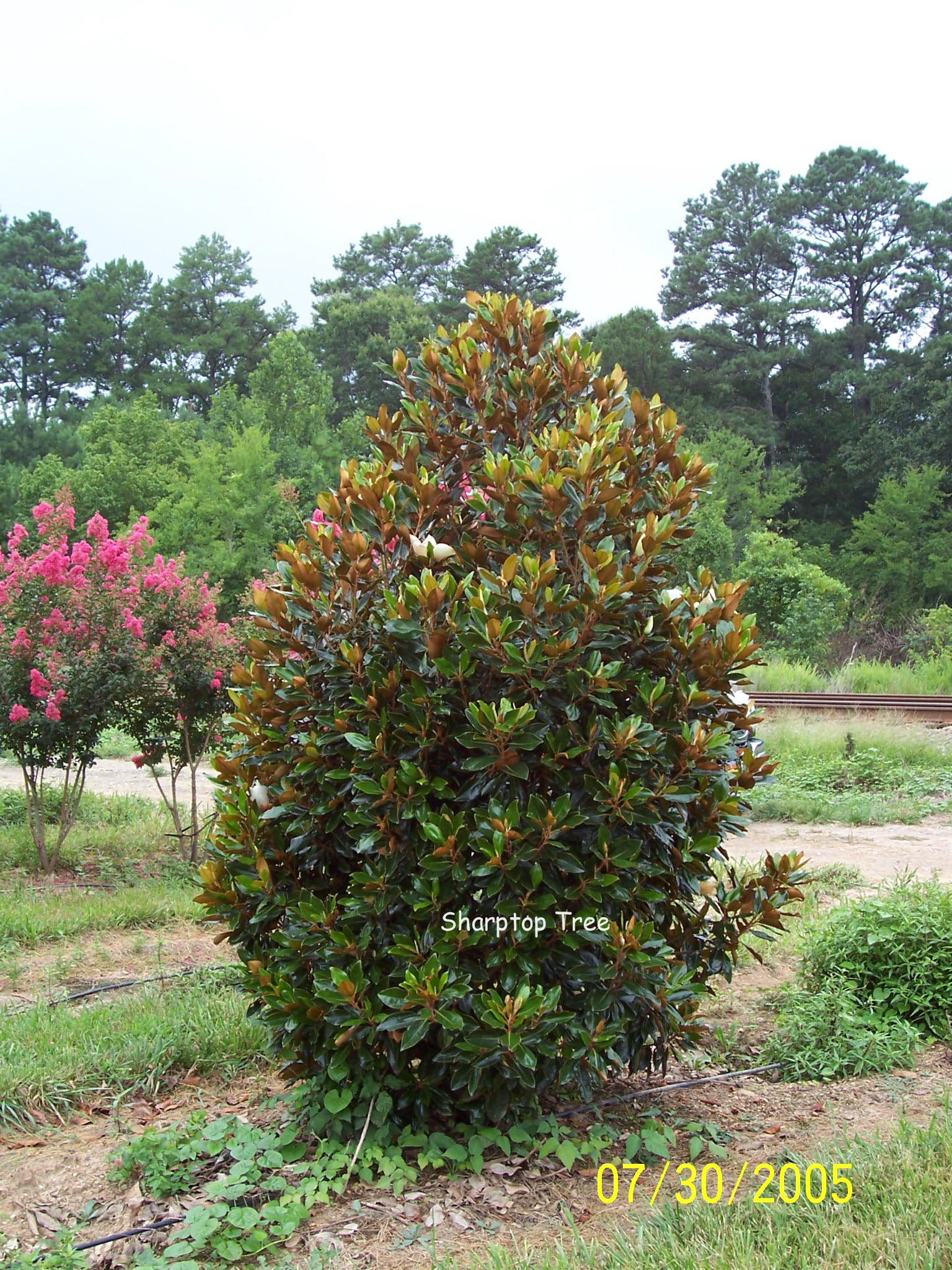 Magnolia grandiflora 'Little Gem'