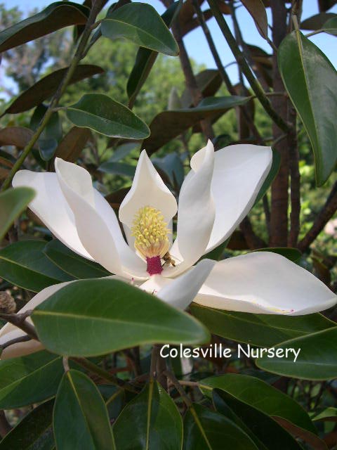 Magnolia grandiflora 'TMGH' (ALTA)