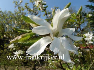 Magnolia loebneri 'Donna'