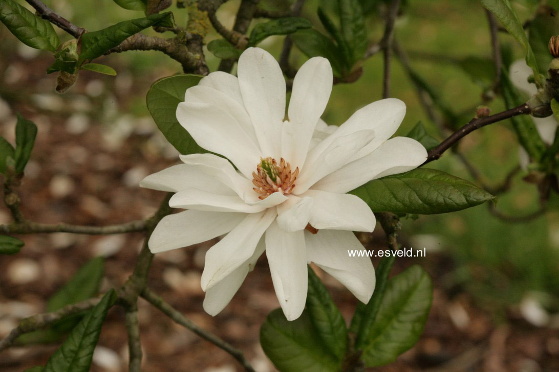 Magnolia loebneri 'Mag's Pirouette' (58875)