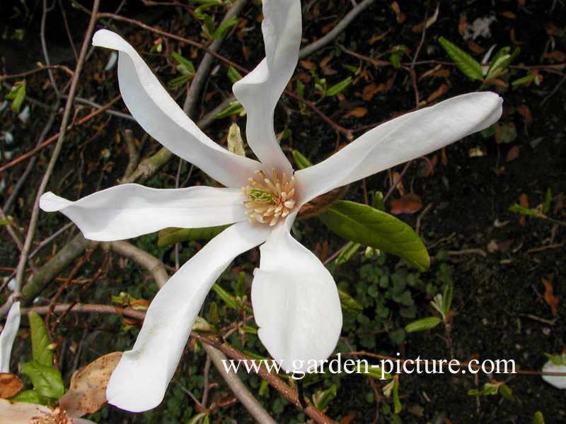 Magnolia loebneri 'Neil McEacharn'