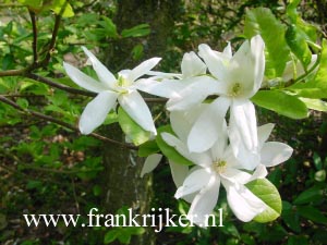 Magnolia loebneri 'Springsnow'