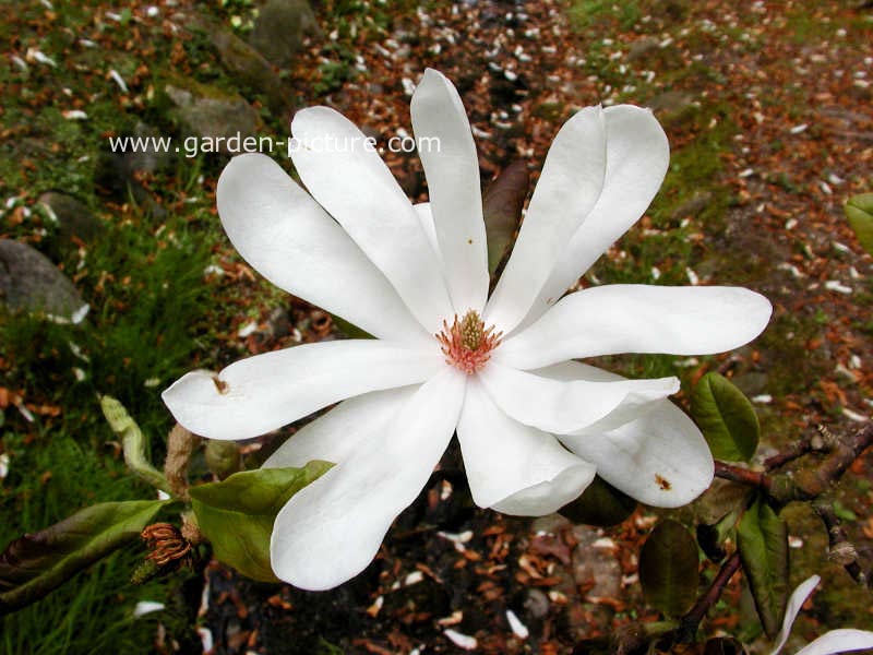 Magnolia loebneri