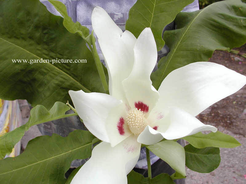 Magnolia macrophylla ssp. ashei