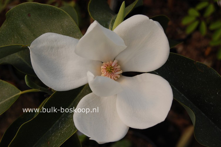 Magnolia maudiae 'Hakurei'