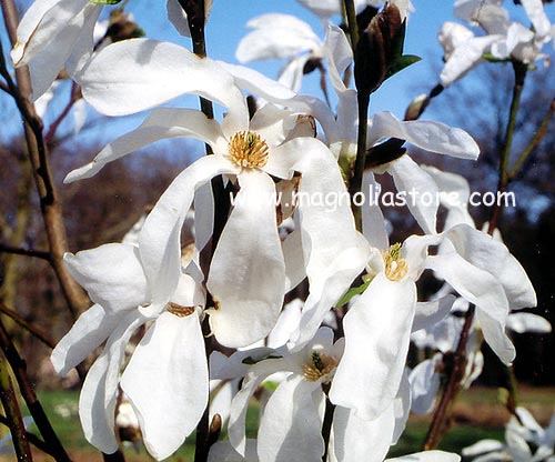 Magnolia salicifolia 'Miss Jack'