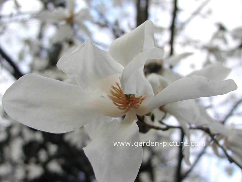 Magnolia salicifolia 'Van Veen'