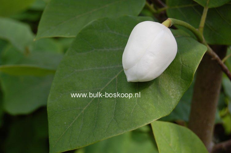 Magnolia sieboldii 'Colossus'