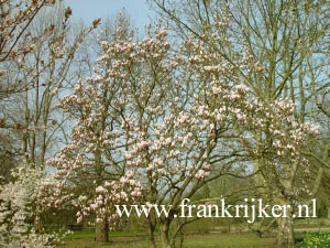 Magnolia soulangeana 'Amabilis' (69293)