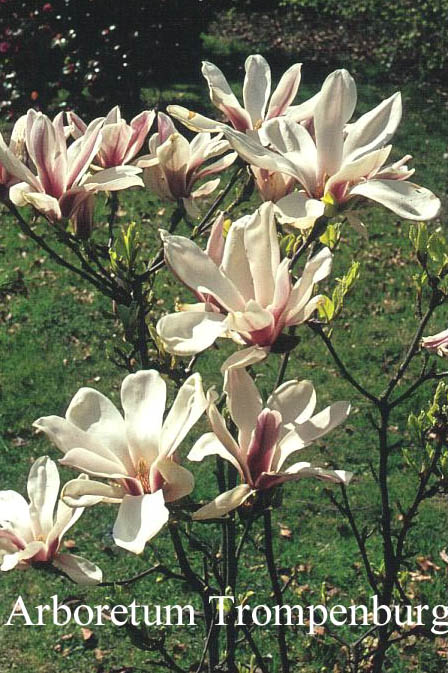 Magnolia soulangeana 'Picture'