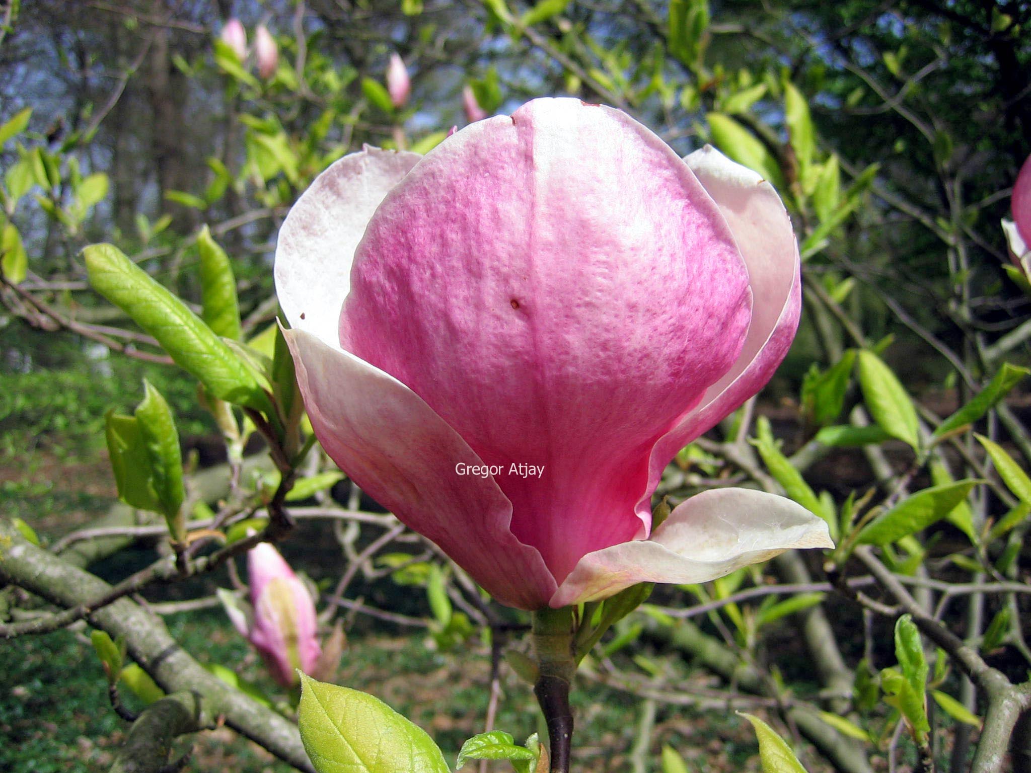 Magnolia soulangeana 'Rustica'