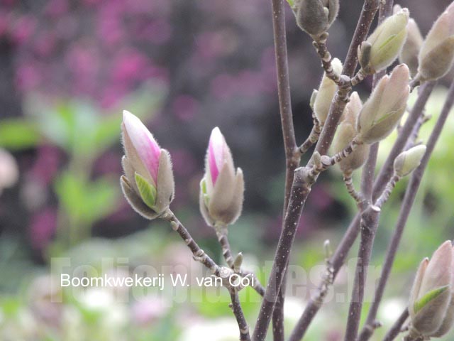 Magnolia soulangeana 'Satisfaction' (75860)