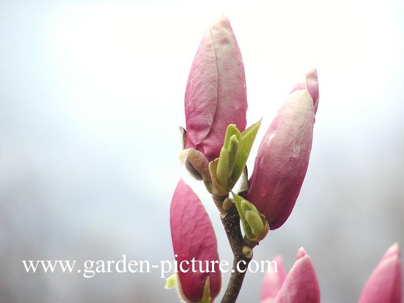 Magnolia soulangiana 'Verbanica'
