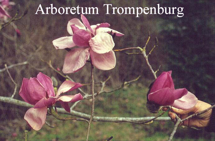 Magnolia sprengeri 'Diva K&ouml;ln'