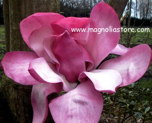Magnolia sprengeri 'Eric Savill'