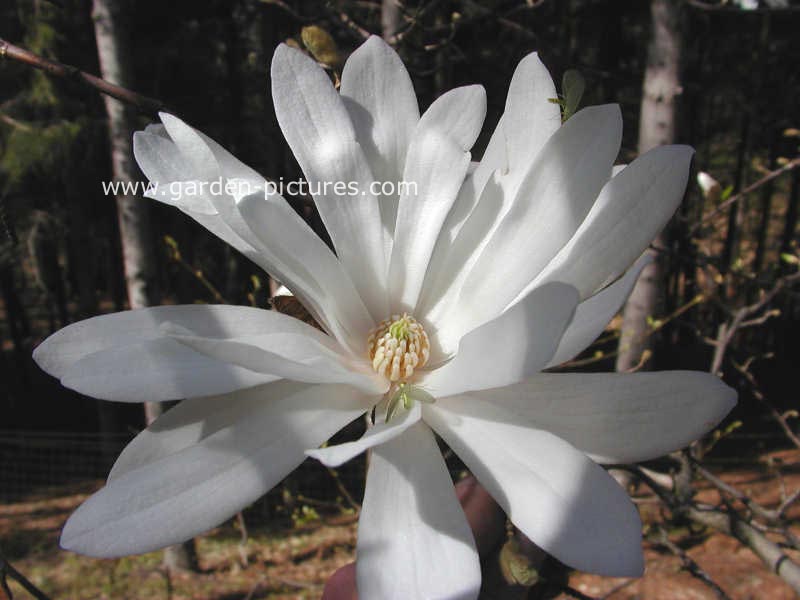 Magnolia stellata 'Centennial'