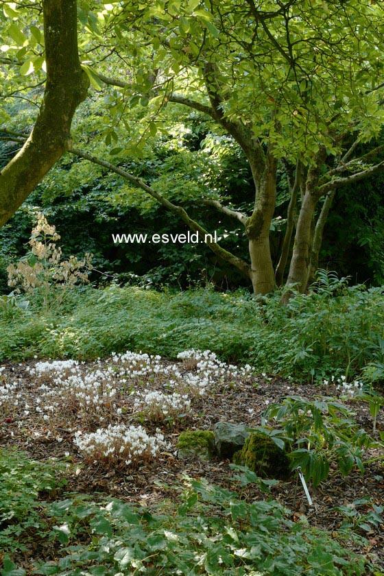 Magnolia stellata 'George Henry Kern'