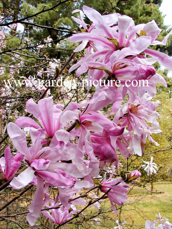 Magnolia stellata 'Rubra'