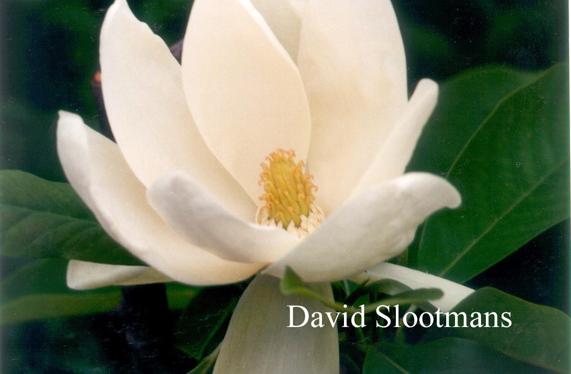 Magnolia thompsoniana