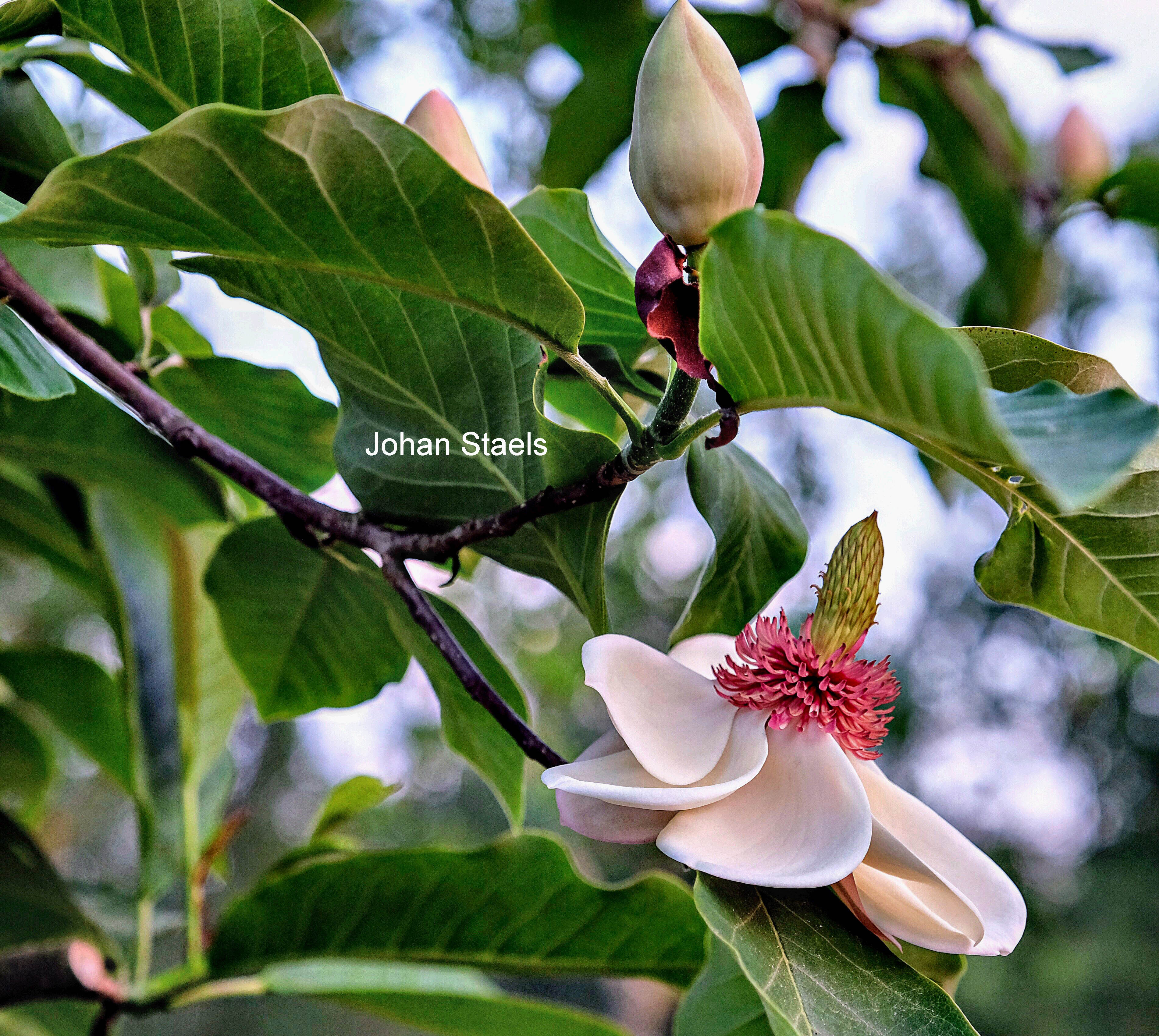 Magnolia wieseneri
