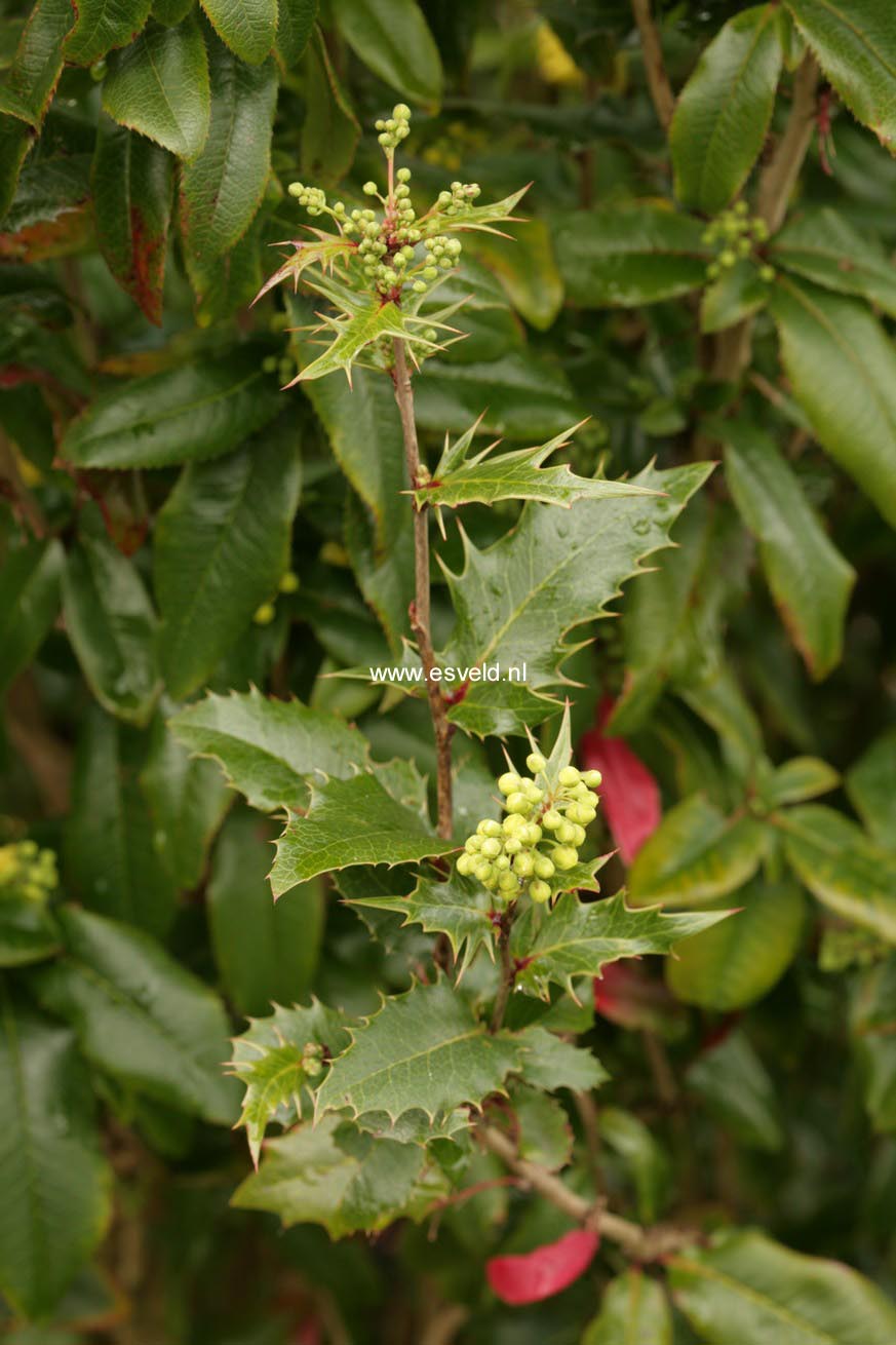 Mahoberberis miethkeana