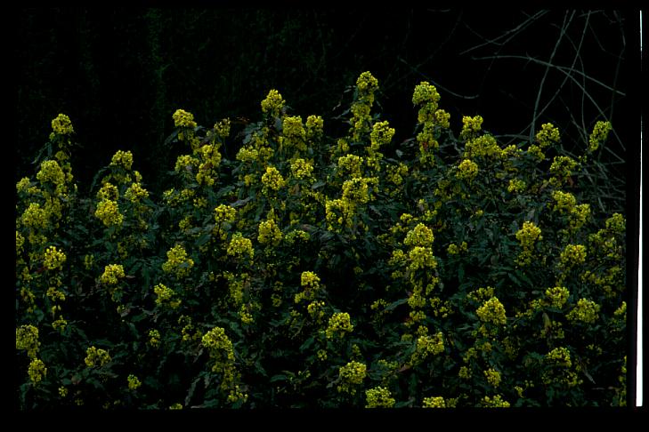 Mahonia aquifolium 'Donewell'