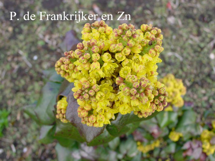 Mahonia aquifolium 'Green Ripple'