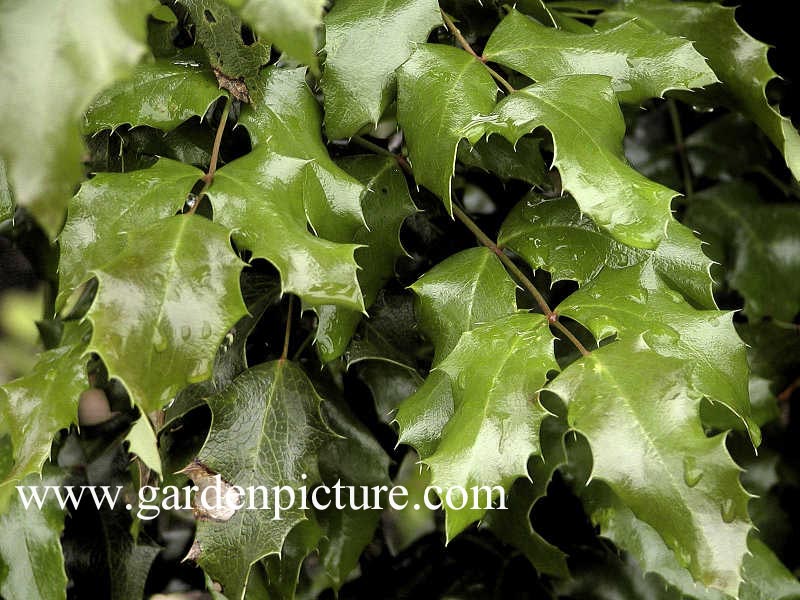 Mahonia aquifolium 'Undulata'