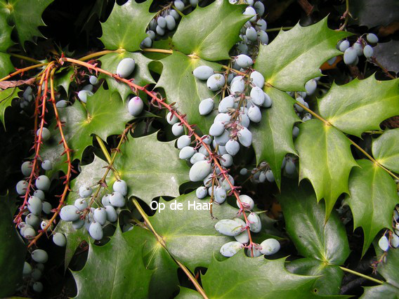 Mahonia japonica