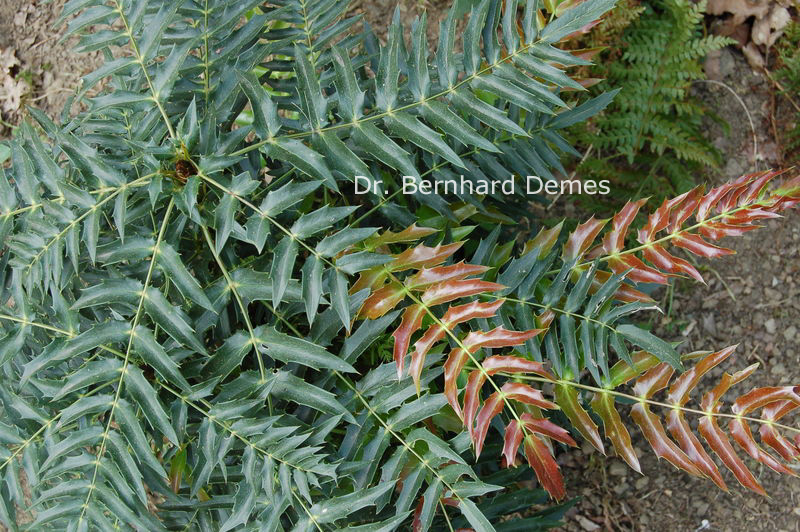 Mahonia longibracteata