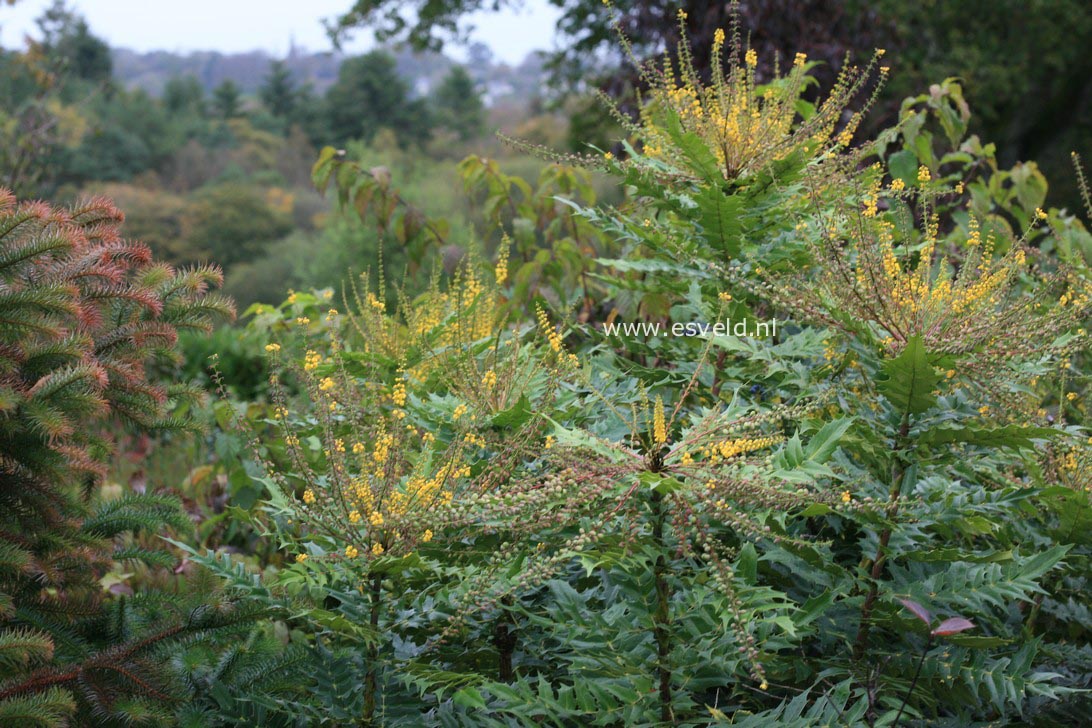 Mahonia media 'Lionel Fortescue'