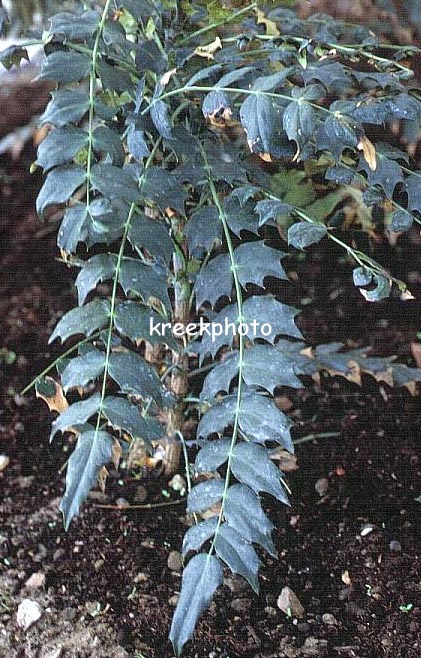 Mahonia media 'Underway'