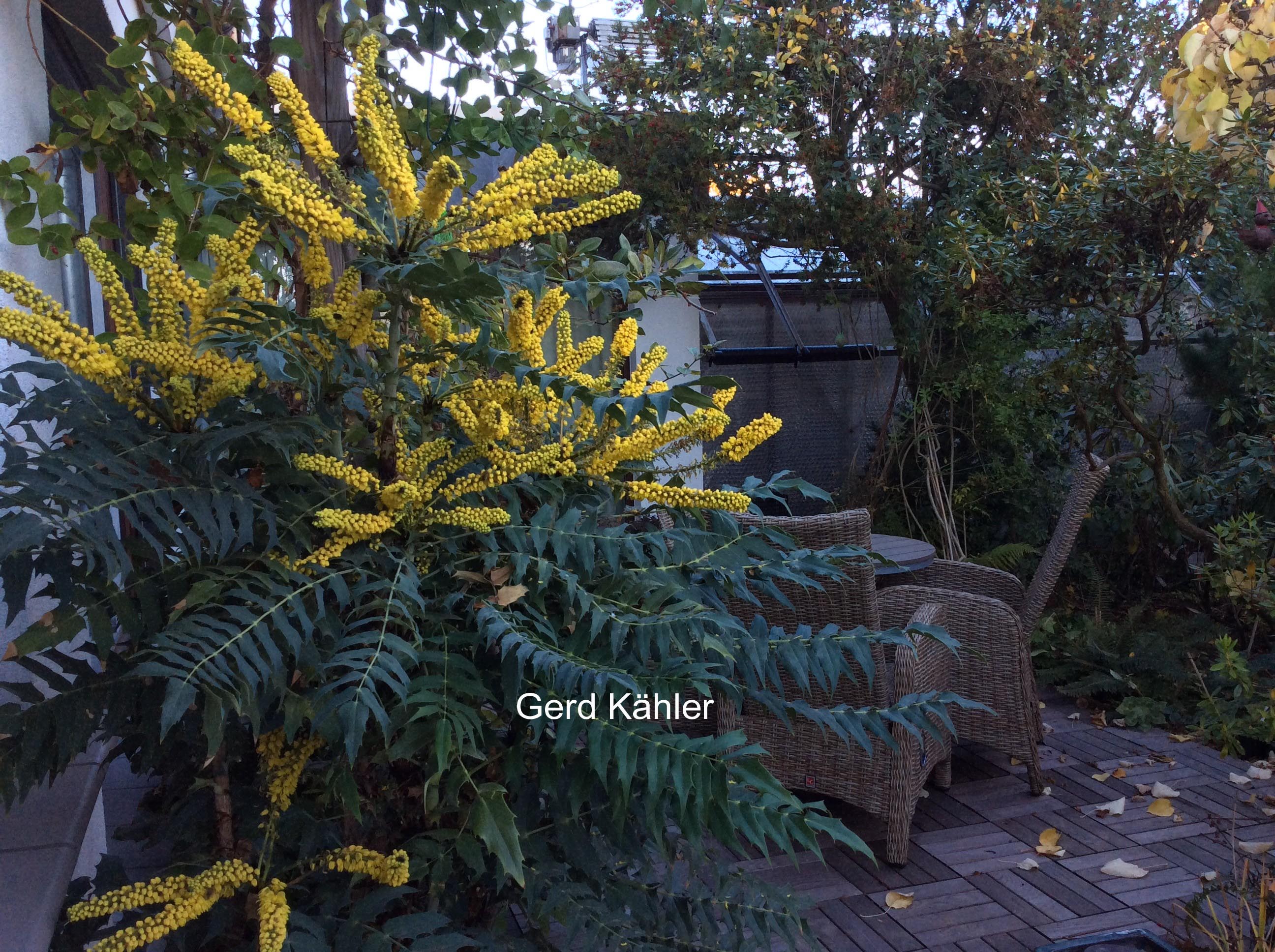 Mahonia oiwakensis