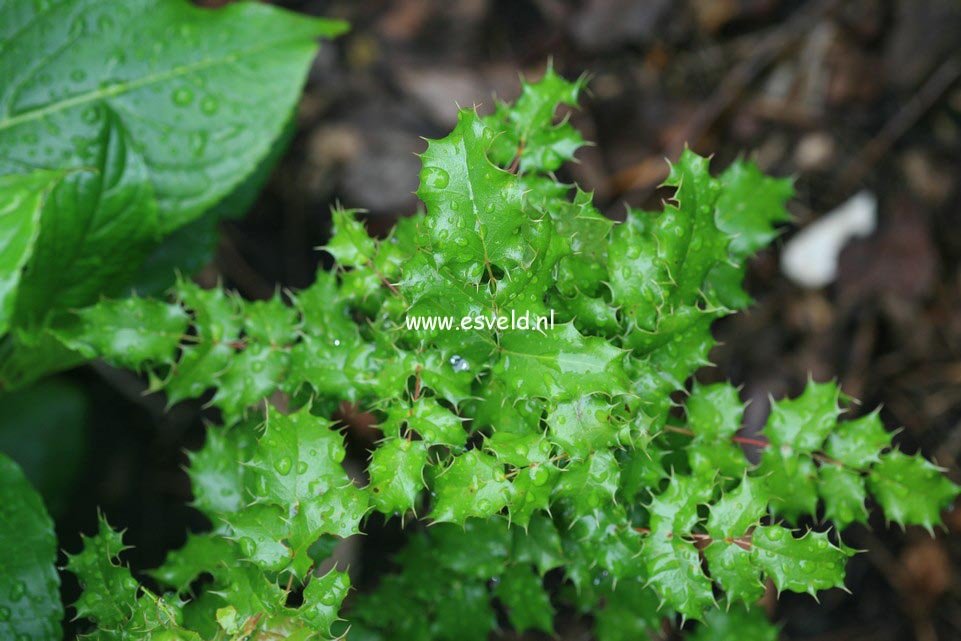 Mahonia pinnata 'Ken Howard' Mahonia pinnata 'Ken Howard'