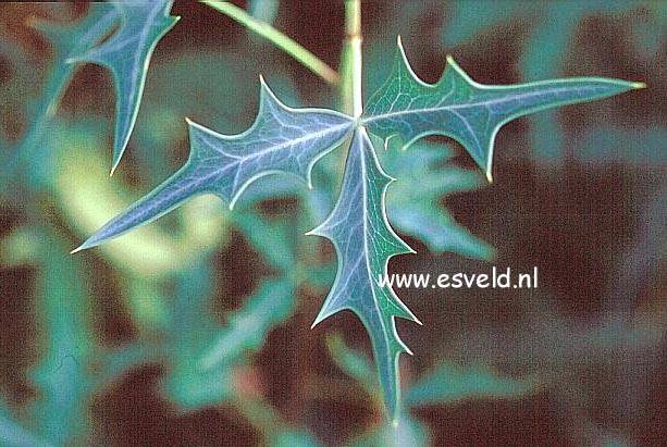 Mahonia trifoliata glauca