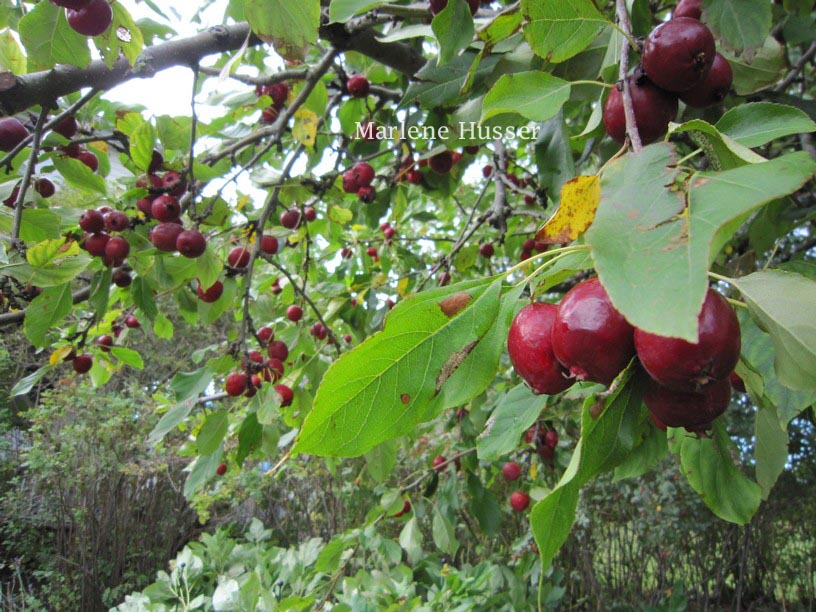 Malus 'Dolgo' (PINK GLOW)