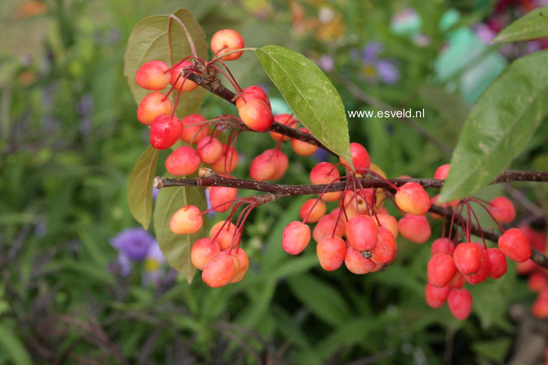 Malus 'Indian Magic'