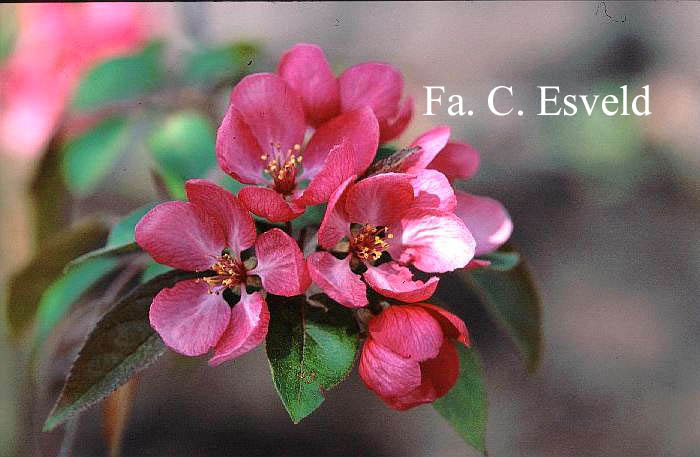 Malus 'Indian Summer'