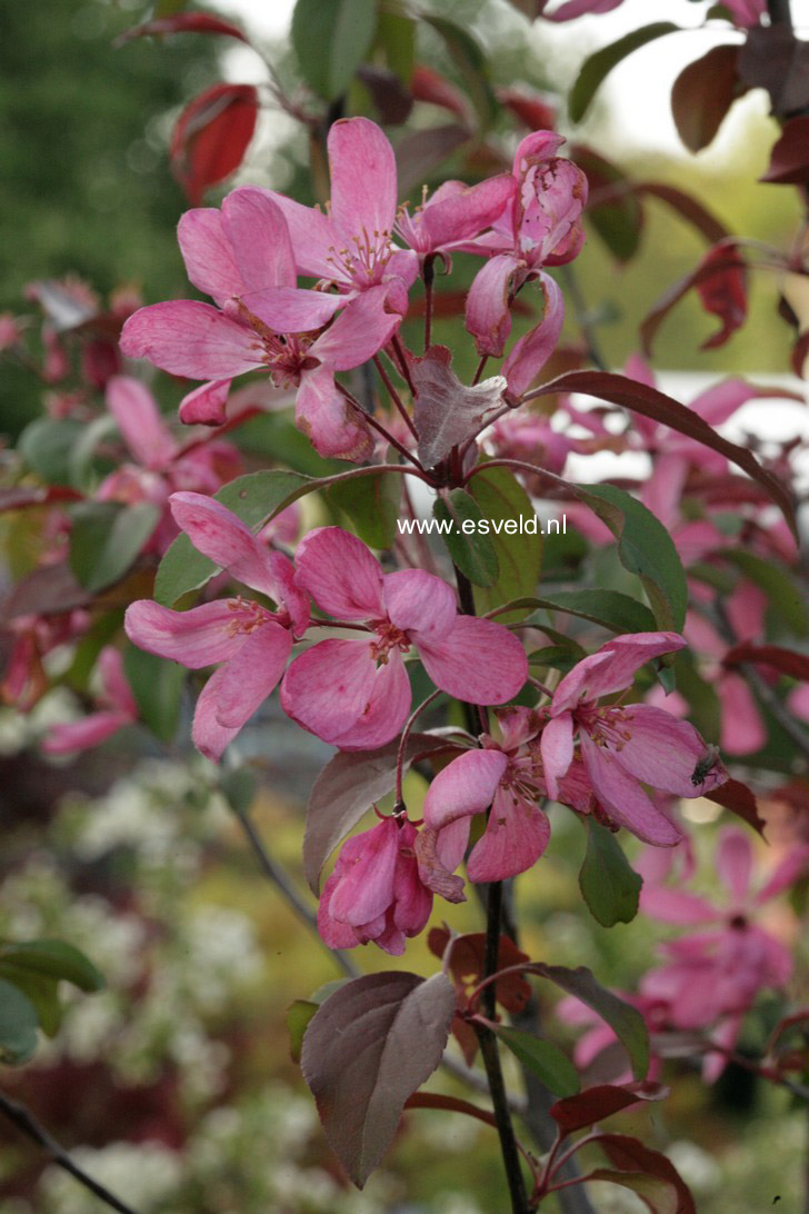 Malus 'Mokum'
