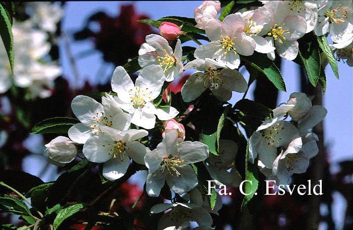 Malus 'Sutyzam' (SUGAR TYME)