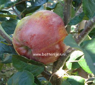 Malus domestica 'Beauty of Bath'